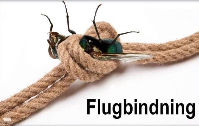 Flugbindning